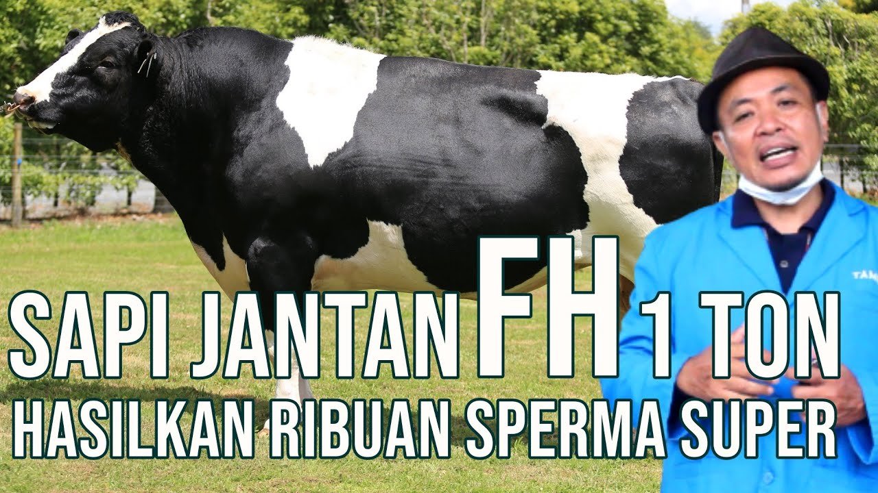 
                                 Sapi-FH-Perah-Super-Unggul-Balai-Inseminasi-Buatan-Lembang